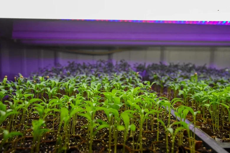 Luz UV para Cultivar Microverdes